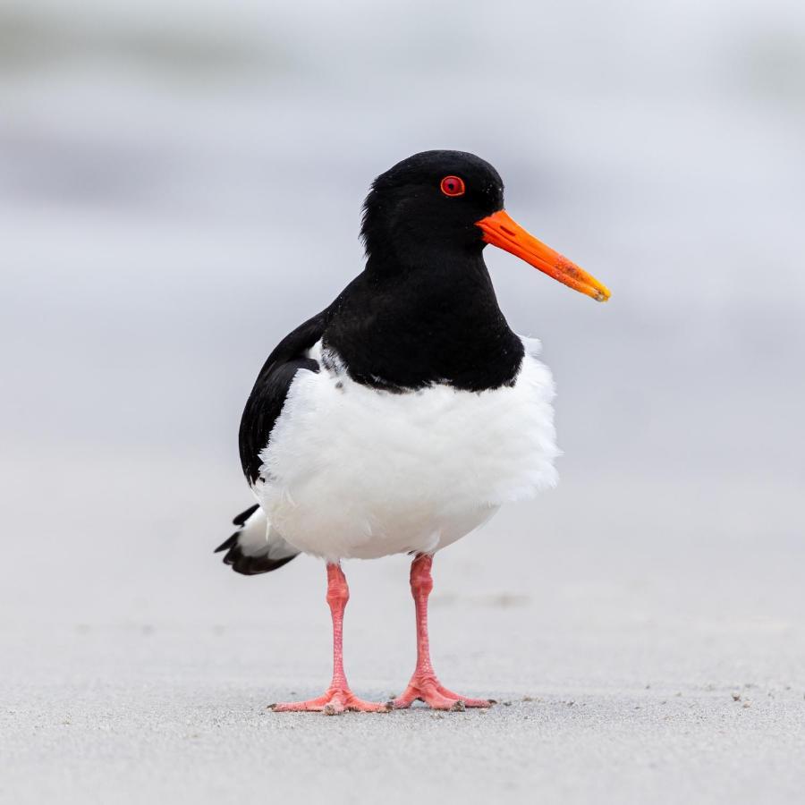 The Oystercatcher At The Bay, Filey Esterno foto